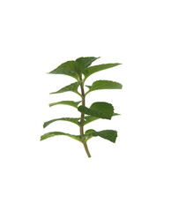 Branch of  Mint, Mentha x piperita  perennial aromatic and medicinal garden plant on white...