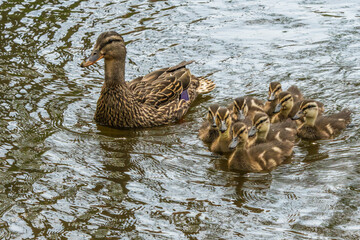 Mallard Ducklings with Mother Duck
