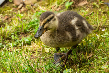 Mallard Duckling