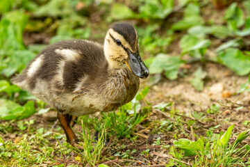 Mallard Duckling