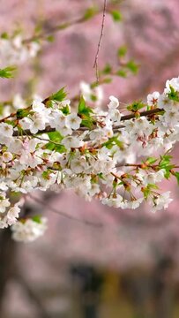 Blooming sakura cherry blossom background in spring, South Korea