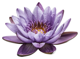 PNG Purple lotus blossom flower plant.