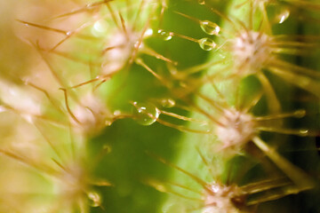 primer plano de agujas de cactus con gotas de agua