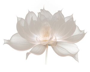 PNG Lotus flower petal plant inflorescence. 