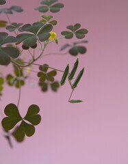 Oxalis repens in bloom, perennial plant in the family Oxalidaceae