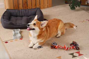 Cute Corgi dog with pet bed, toy and bowl for food lying at home - obrazy, fototapety, plakaty