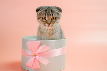 Cat surprise. Kitten in a gift box.Scottish fold kitten.Adorable pet inside a circular gift box.kitten nestled in a gift box, adorned with a bow, against a pink backdrop.  - 787602749