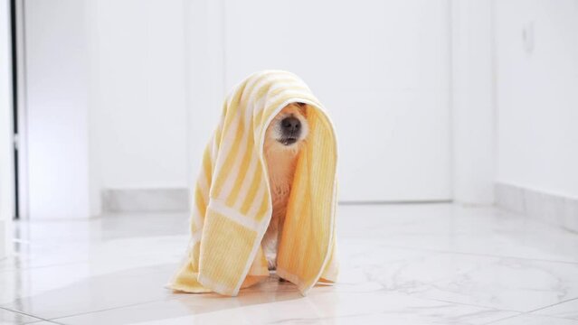 A little Jack Russell Terrier dog peeks out from under a yellow striped towel, a charming snapshot of post-bath playfulness