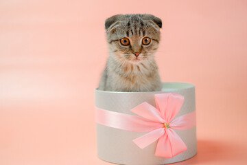 Cat surprise. Kitten in a gift box.Scottish fold kitten.Adorable pet inside a circular gift box.kitten nestled in a gift box, adorned with a bow. Striped fluffy kitten in a gray box. - 787602930