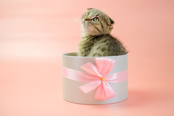 Cat surprise. Kitten in a gift box.Adorable pet inside a circular gift box.kitten nestled in a gift box, adorned with a bow, against a pink backdrop. Striped fluffy kitten in a gray box.