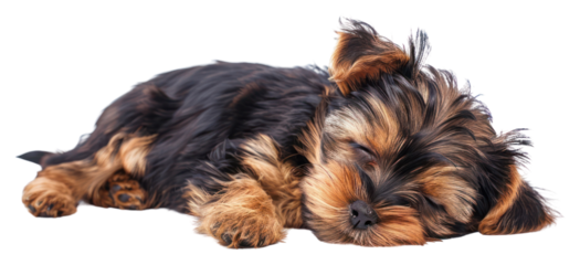 PNG Sleeping baby yorkshire terrier mammal animal puppy.