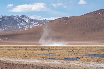 Vicunas, Altiplano Chile.