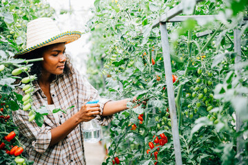 In the greenhouse a Black woman farmer takes care of tomato seedlings by spraying water. Holding a bottle she ensures growth protection and freshness in this outdoor farming scene.