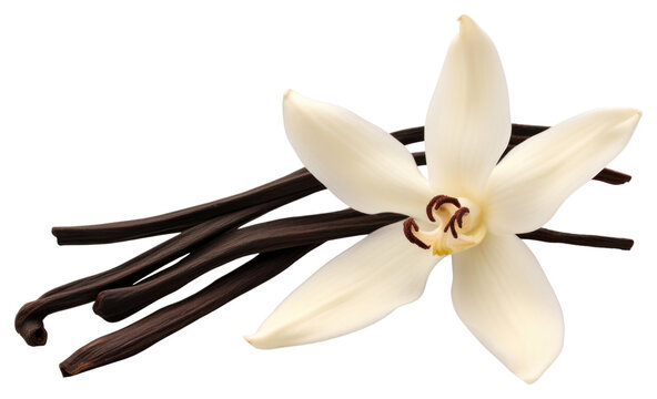 PNG Dried Vanilla pod flower orchid petal. 