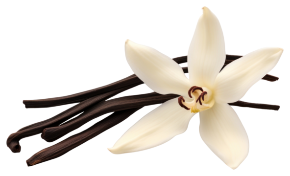 PNG Dried Vanilla pod flower orchid petal. 