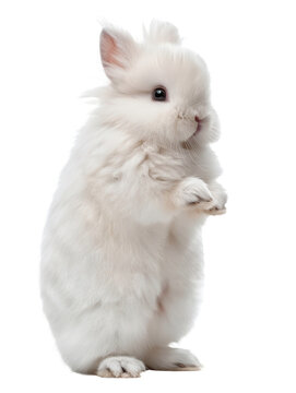 Dwarf hotot rabbit, standing, isolated, clipping path, cute