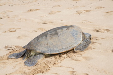 Hawaiian Green Sea Turtle
