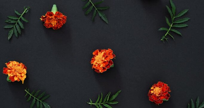 Video banner of marigolds on a black background. Video pattern with Marigold flowers on black background