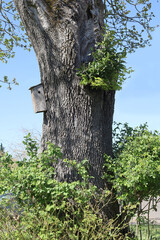 Old Oak Tree with Birdhouse