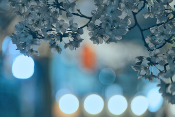 Tokyo,Japan - April 5, 2024: Cherry blossoms along Kotta river in the night in Tama, Tokyo, Japan - obrazy, fototapety, plakaty
