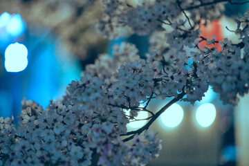 Tokyo,Japan - April 5, 2024: Cherry blossoms along Kotta river in the night in Tama, Tokyo, Japan - obrazy, fototapety, plakaty