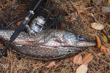 Freshwater pike fish. Keep net with fishery catch in it and fishing rod with reel..
