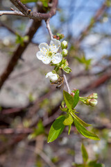 Honeybee on white flower of cherry tree collecting pollen and nectar to make sweet honey with medicinal benefits..