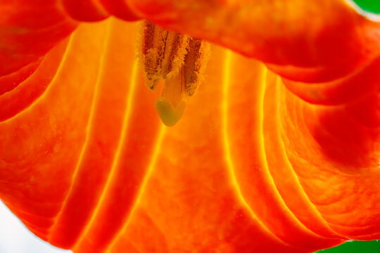 Pollen, Stempel einer Engelstrompete