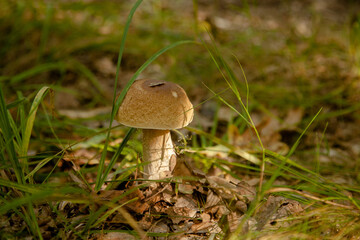 Boletus mushroom in the wild. Porcini mushroom grows on the forest floor at autumn season..
