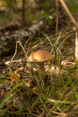 Close up view of brown cap boletus growing in forest..