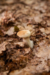 Single Boletus mushroom in the wild. Porcini mushroom grows on the forest floor at autumn season..