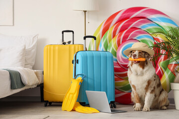 Cute Australian Shepherd dog with hat and sunscreen cream in bedroom. Travel concept