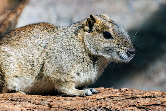 Bergmeerschweinchen