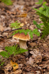 Boletus mushroom in the wild. Porcini mushroom grows on the forest floor at autumn season..
