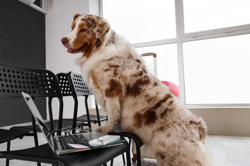Cute Australian Shepherd dog with laptop on chair at airport