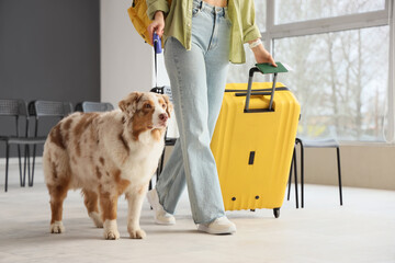 Female tourist with suitcase and Australian Shepherd dog walking at airport