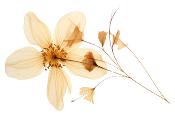 PNG Real Pressed a vintage flower petal plant white. - obrazy, fototapety, plakaty