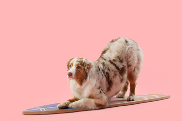 Cute Australian Shepherd dog on surfboard against pink background. Travel concept