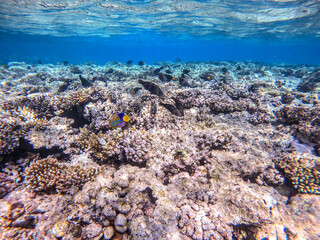 Shoal of differend kinds of the fish -  sailfin tang, Longnose Parrotfish, Picasso trigger, Birdmouth wrasse and other tropical fish swimming at the coral reef in the Red Sea, Egypt..