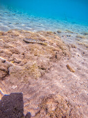 Red Sea Lizard fish (Synodus variegatus) on sand at coral reef..
