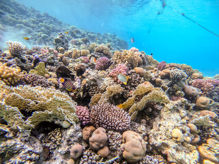 Underwater life of reef with corals and tropical fish. Coral Reef at the Red Sea, Egypt.