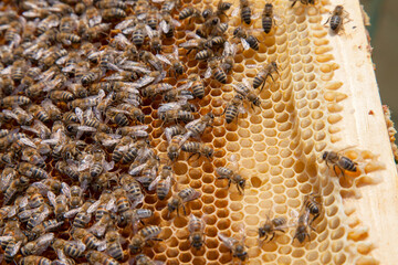 Working bees in a hive on honeycomb. Close up view of the working bees on honeycomb. .