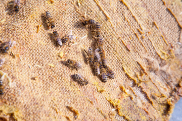 Bees swarming on vintage textile background..