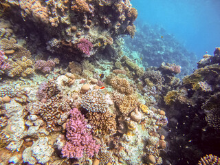 Underwater life of reef with corals and tropical fish. Coral Reef at the Red Sea, Egypt.
