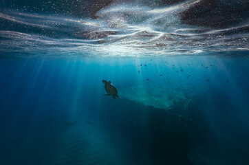A green sea turtle descends through the sun rays into the clear waters of the Pacific Ocean, with...