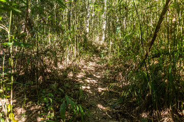 Trail in a forest near Namkhon village near Luang Namtha town, Laos