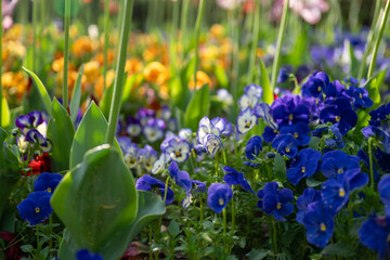 봄의 팬지(바이올렛 뿔팬지, Viola cornuta) 꽃이 피어있는 클로즈업 사진 - obrazy, fototapety, plakaty