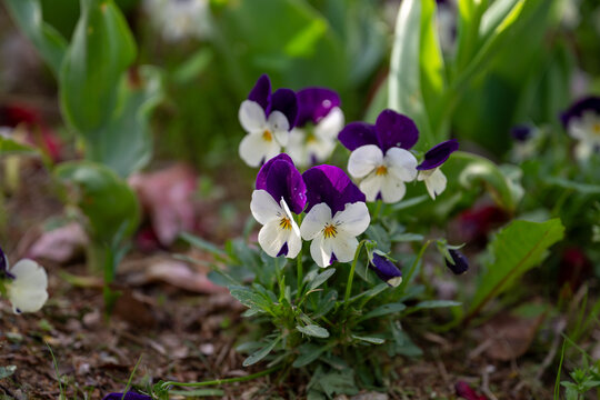 봄의 팬지(바이올렛 뿔팬지, Viola cornuta) 꽃이 피어있는 클로즈업 사진