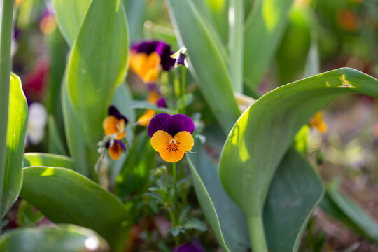 봄의 팬지(바이올렛 뿔팬지, Viola cornuta) 꽃이 피어있는 클로즈업 사진