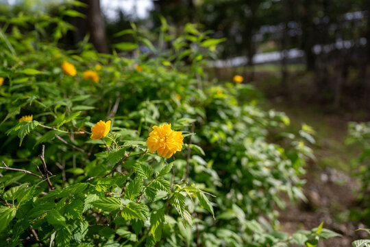 꽃이 만발한 봄 황매화(Kerria japonica) 꽃의 클로즈업 사진